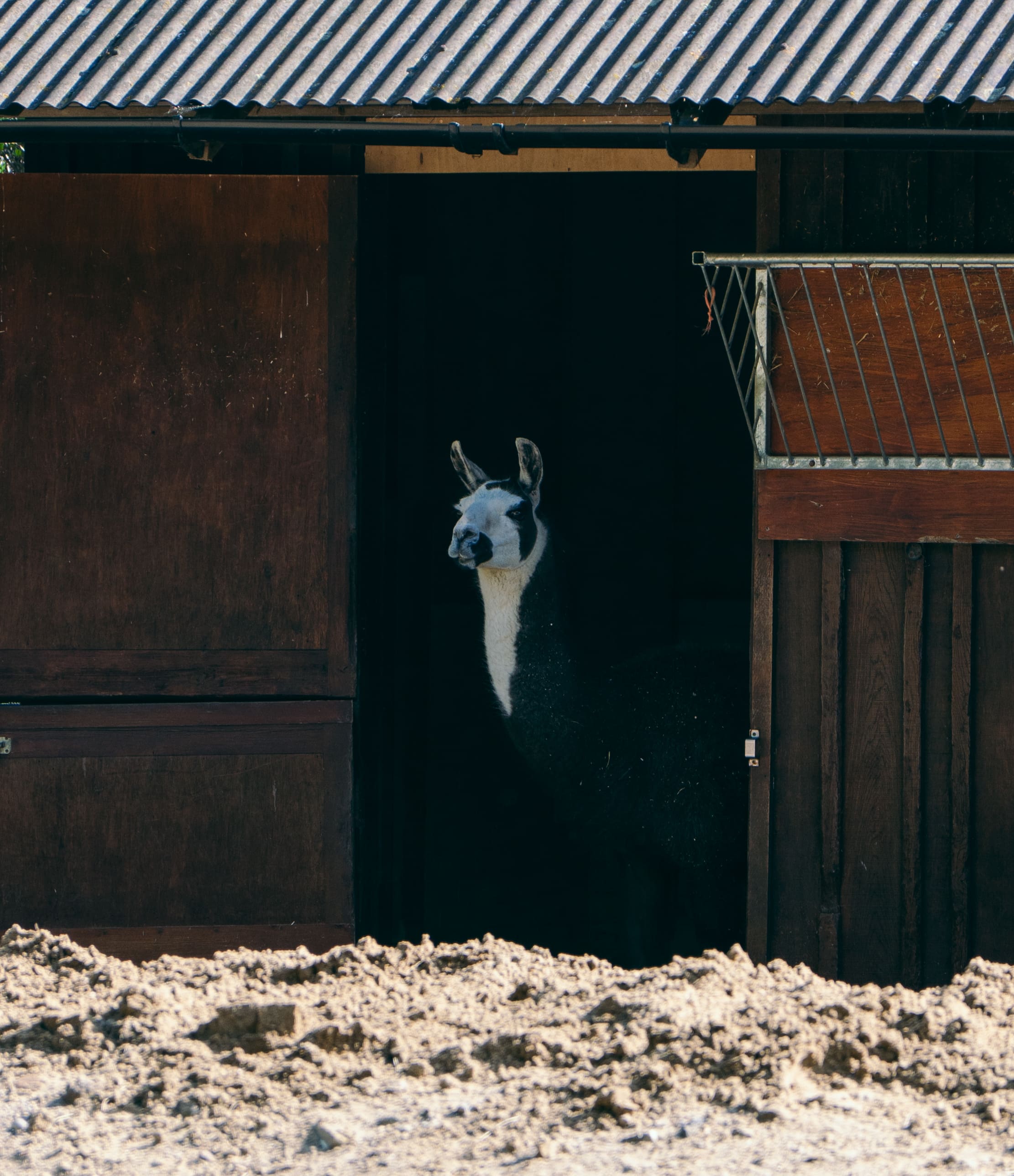 Llama In The Dark (Variation)